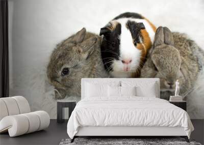 Two rabbits and guinea pig as a pets on white furry blanket. Animal care concept.  Wall mural