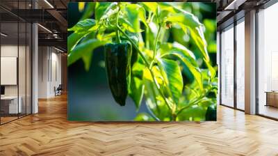 green pablano hot pepper growing on plant, gardening, growing spicy ancho peppers, kitchen garden Wall mural