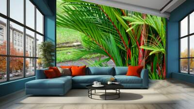 Cyrtostachys renda, also known by the common names red sealing wax palm and lipstick palm, is a palm that is native to Thailand, Malaysia, Sumatra and Borneo in Indonesia. Wall mural