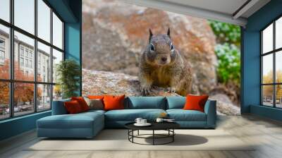 Cautious ground squirrel on rocks covered with colorful lichen. Wall mural