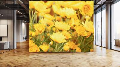 Yellow chrysanthemums.A bouquet of yellow flowers.Autumn flowers.House plants. Wall mural