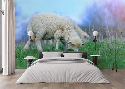 A two lambs on the meadow. They eat first fresh grass. Spring season. Wall mural