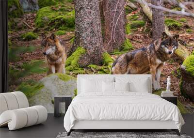 Eurasian wolf (Canis lupus lupus) pack in the forest Wall mural