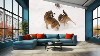 gray wolf (Canis lupus) two of the pack are going to fight in the snow Wall mural