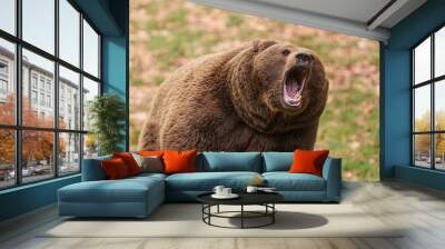 male brown bear (Ursus arctos) screaming in the distance Wall mural