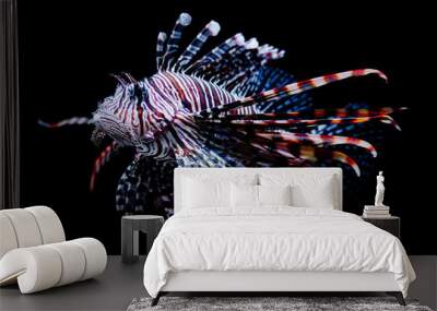 Sea lion fish on dark background Wall mural