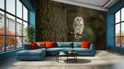 Strix aluco. It occurs in the Czech Republic. Free nature. The wild nature of the Czech Republic. Beautiful image of the owl. From Owl's Life. Owl on the tree. Black eyes. Wall mural