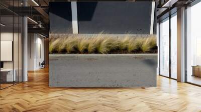 The dry leaves of the grass flutter in the wind and look like hair. flower bed in the street at the deceleration bump.mulching gravel. modern gray facade with striped prairie flower bed in autumn Wall mural