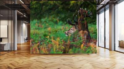 the red deer (Cervus elaphus) Hidden in the leaping ferns with grass on his antlers Wall mural