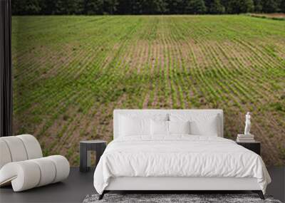 Field covered with plants in front of forest during cloudy day with blue sky Wall mural