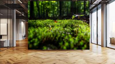 Close-up of freshness green moss and growing leaf, selective focus Wall mural