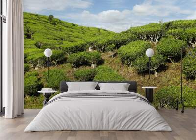 Tea plantation in Cameron highlands,Malaysia  Wall mural