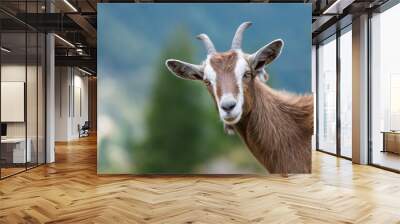 A goat looks at us Wall mural