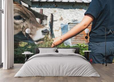 A little boy gives hay to a cow. Wall mural