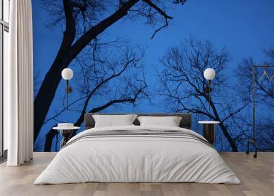 bare trees against evening sky in winter Wall mural