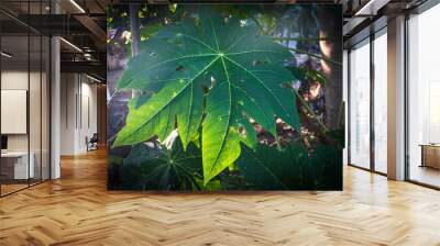 papaya tree leaf tropical fruit  Wall mural