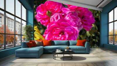 pink rose flowers in garden in summer Wall mural