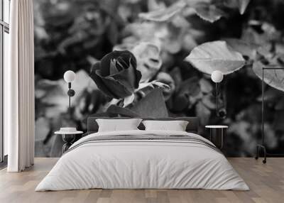 rose flower in black and white Wall mural