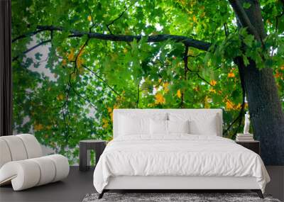 sunlight hitting green tree leaves with orange light on a summer evening Wall mural