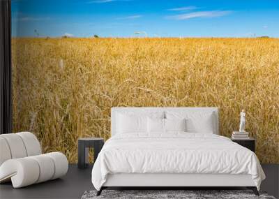 Wonderful field of yellow wheat ears ready to be harvested in summer with blue sky in background Wall mural