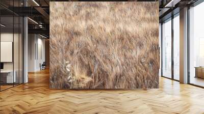 yellow spikes sway in wind. ripe cereal harvest in the countryside farm field of wheat. slow motion close up Wall mural