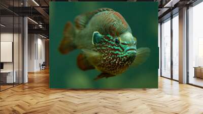 longear sunfish swimming in aquarium Wall mural