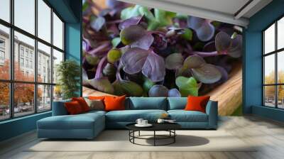 Radish Purple Sprouts in a Bowl Wall mural