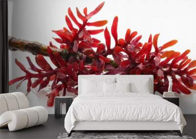 red seaweed or rhodophyta algae branch isolated transparent png Wall mural