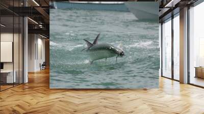 Tarpon Wall mural