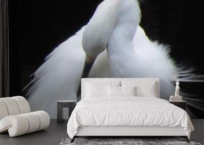 white feather on black background Wall mural