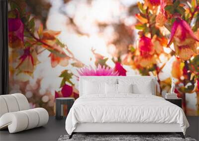 Pink Everlasting flower Wild flower season in Australia Wall mural