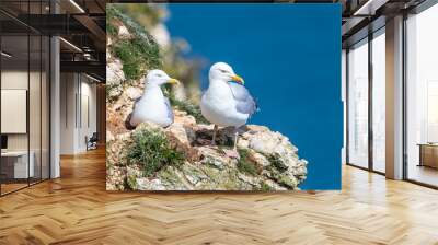 Herring gull pair Wall mural