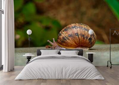 snail Wall mural