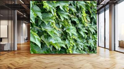 Dense wall of vibrant green ivy leaves with varying shades and textures, creating a lush, natural tapestry of foliage, captured in detailed close-up Wall mural