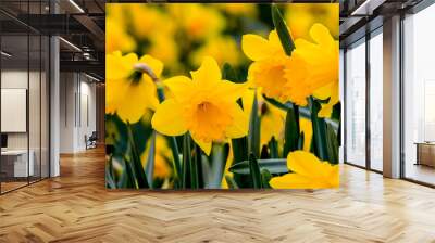 Beautiful yellow daffodils Wall mural