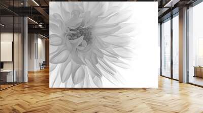 macro of black and white dahlia Wall mural