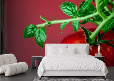 Tomato plant on red background closeup Wall mural