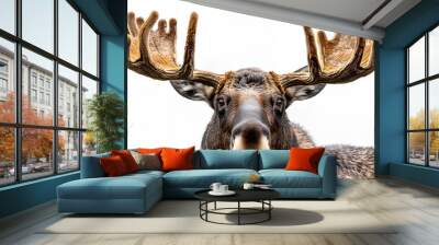 A frontal view of a majestic moose with antlers, standing in its natural setting. Wall mural