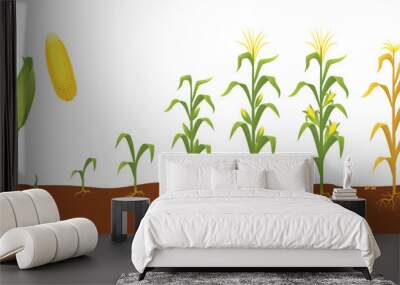 Corn plant growth. Agriculture planting and seedling, corns cobs step by step development. Gardening and farming process, neoteric vector scene Wall mural