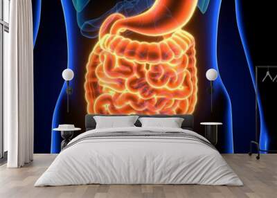 3d illustration of human digestive system anatomy Wall mural