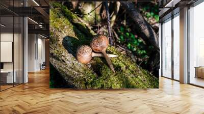 Cuban maracas lie on an old tree with moss. Traditional musical instrument made of natural materials Wall mural