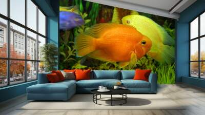 aquarium Wall mural