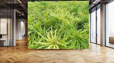 green grass background Wall mural