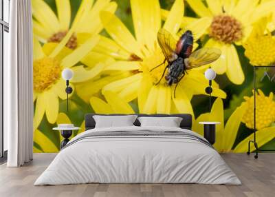 A close up image of a black fly resting on yellow flowers. Wall mural