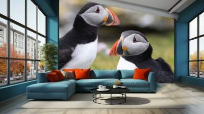 Two puffins with colourful beaks. Wall mural