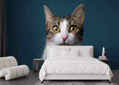 Domestic cat in studio looking at camera Wall mural