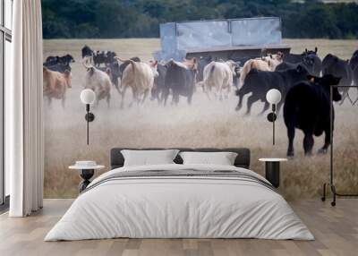 herd of cows Wall mural