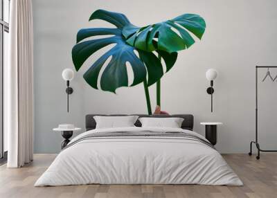 hand holding two natural leaves of a green monstera plant Wall mural