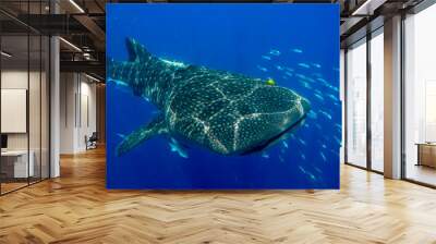 whale shark close up under water with fish around/ nosy be/ madagascar Wall mural