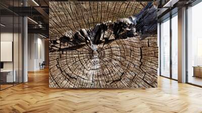 Transversely cut tree trunk rings Wall mural